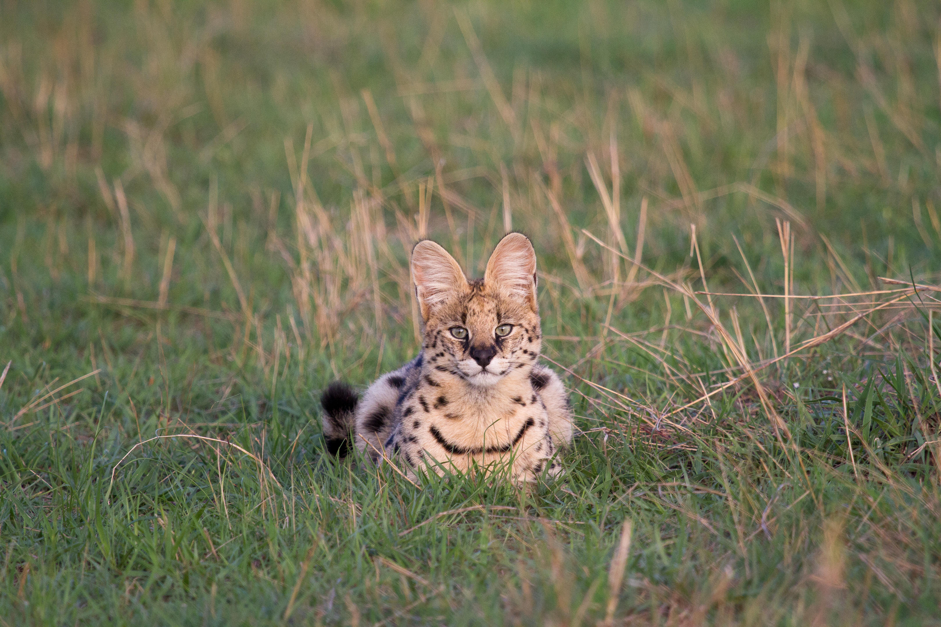 Serval wildlife experience near Mount Kilimanjaro